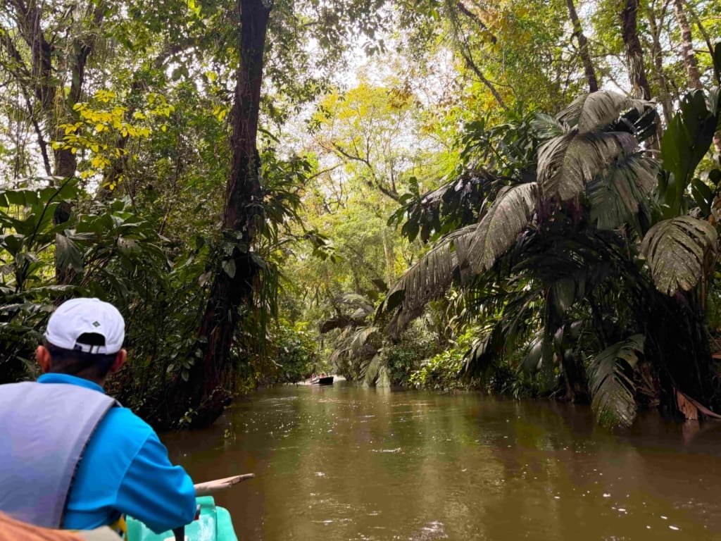 Tortuguero Rejser til Tortuguero, Rejser til Costa Rica, Regmskov i Costa Rica