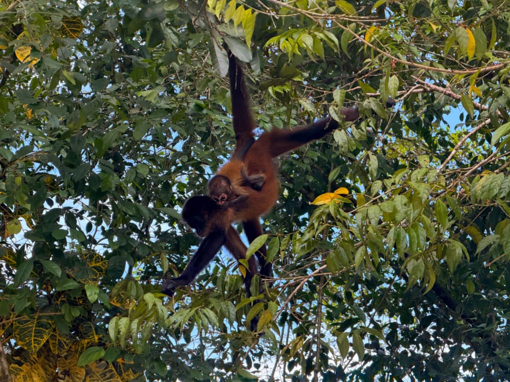 Rejser til Costa Rica - Pachira Lodge i Tortuguero