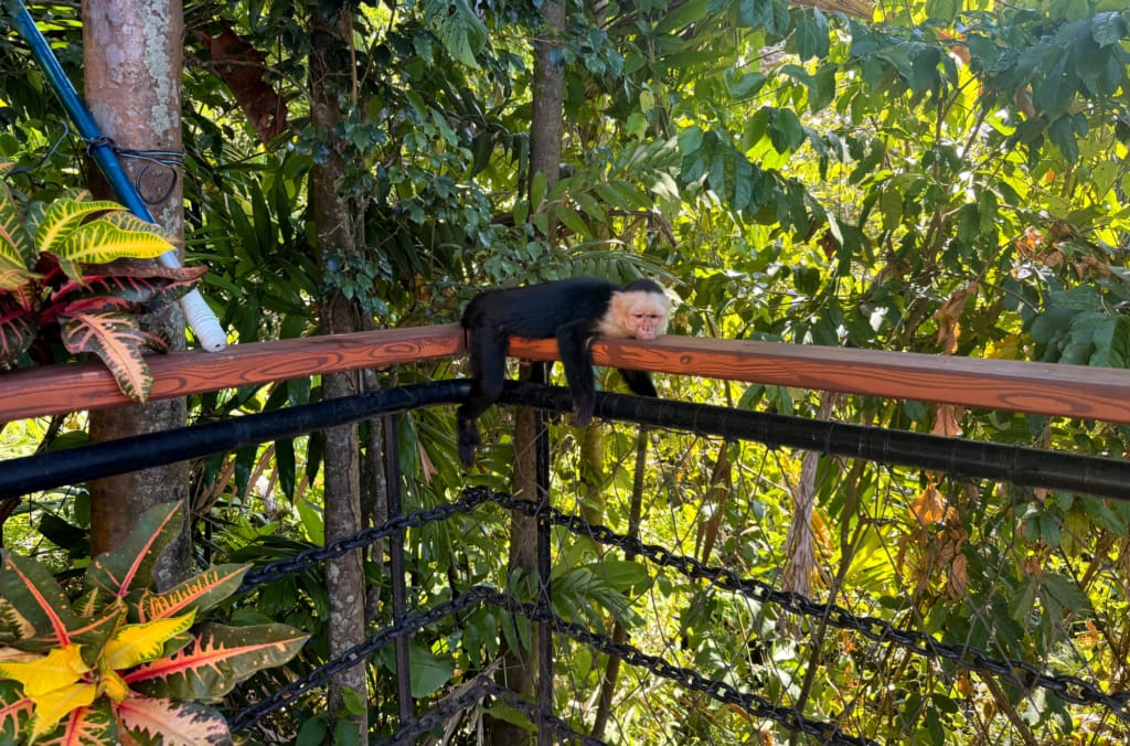 Hotel Costa Verde - Hotel i Manuel Antontio - Rejser til Costa Rica