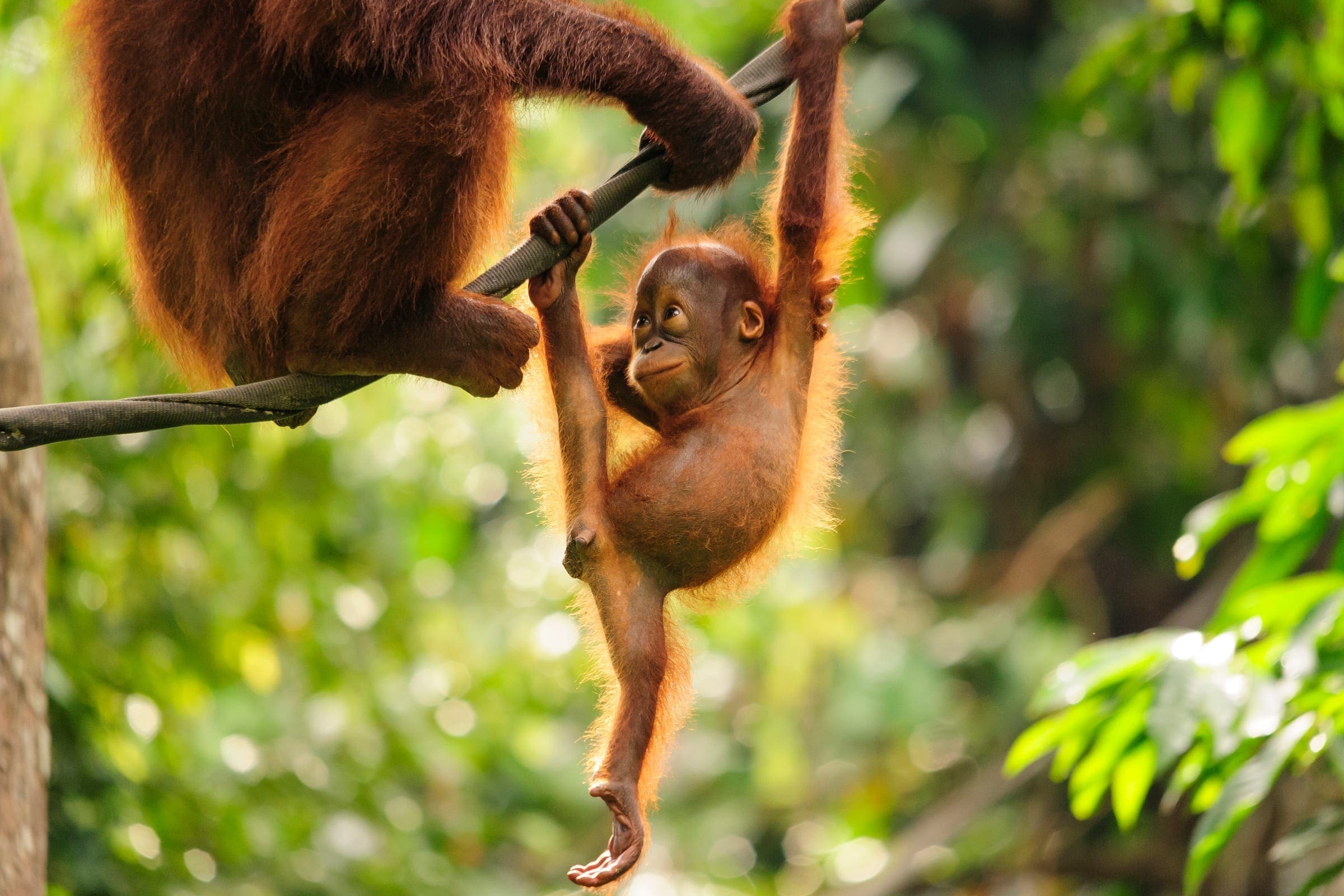 Orangutanger i Sepilok