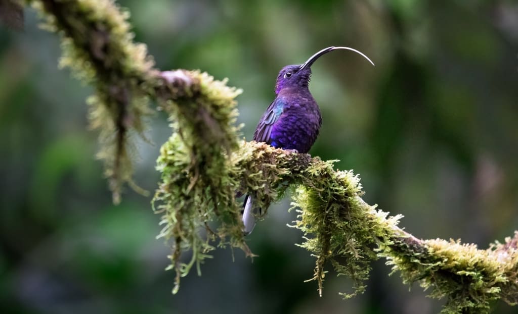 Rejser til Costa Rica, Rejser til Monteverde