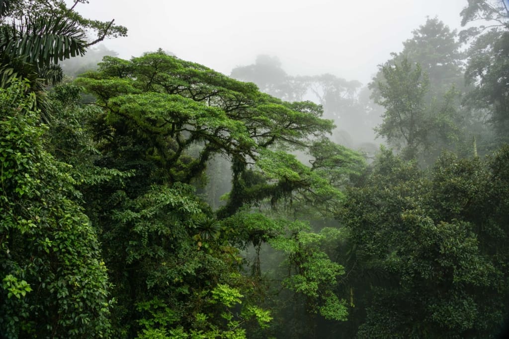 Monteverde tågeskov Rejser til Costa Rica, Rejser til Monteverde