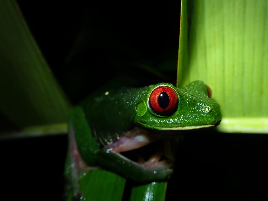 Manuel Antonio Rejser til Costa Rica, Rejser til Manuel Antonio