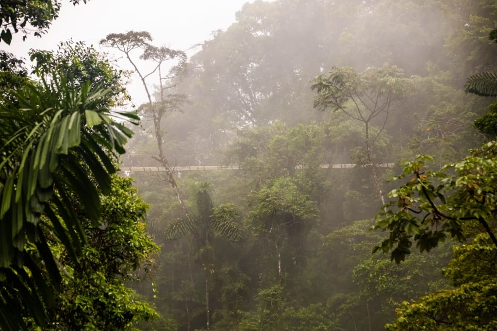 Monteverde tågeskov Rejser til Costa Rica, Rejser til Monteverde