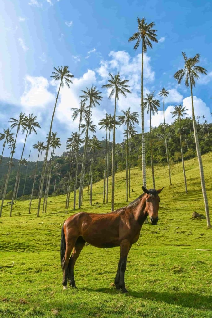 Rejser til Colombia - Rejser til Salento (Zona Cafetera)