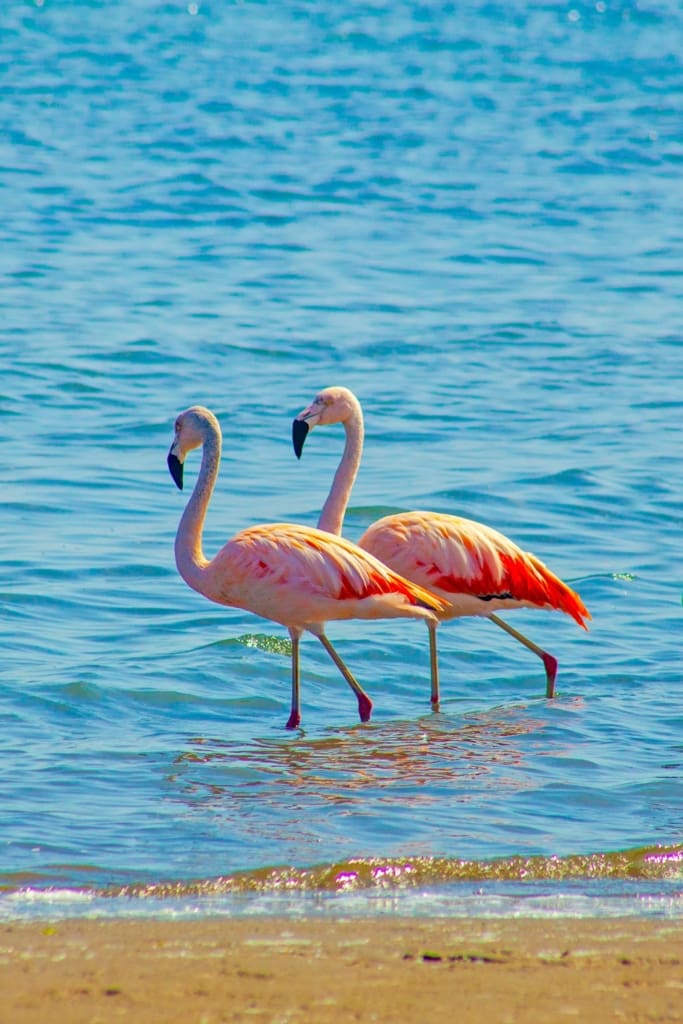 Flamingoer Rejser til Peru - Rejser til Paracas