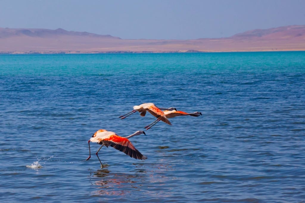 Flamingoer Rejser til Peru - Rejser til Paracas
