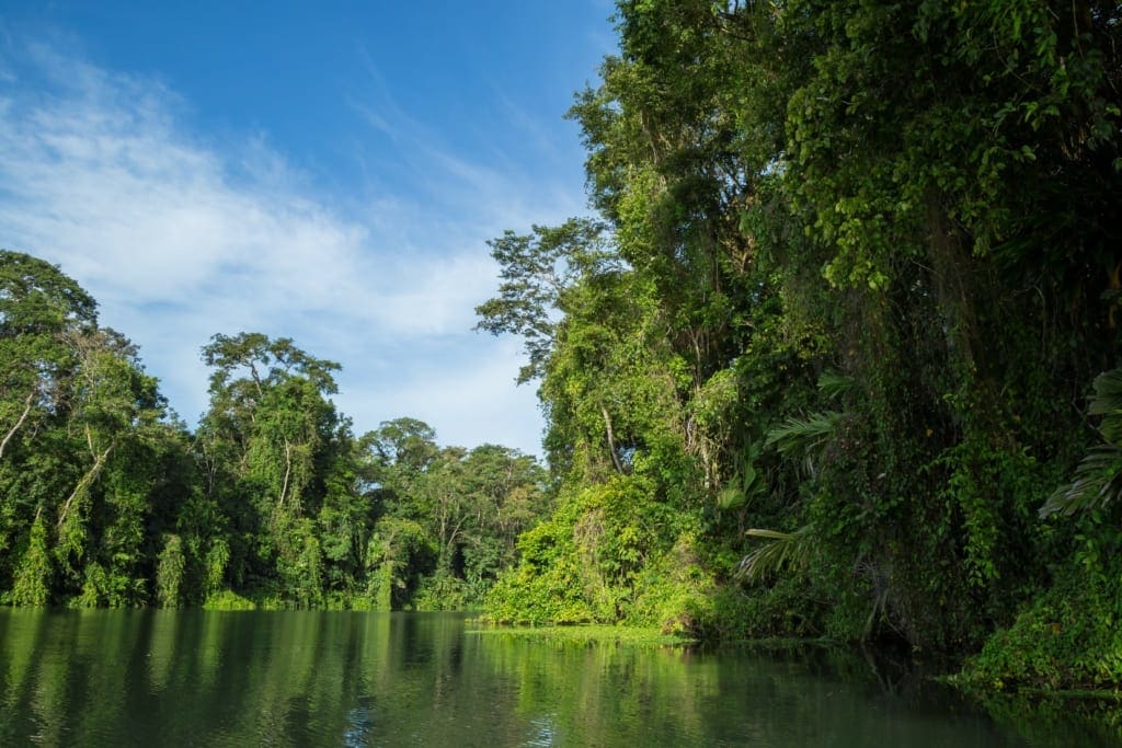 Rejser til Costa Rica - regnskov