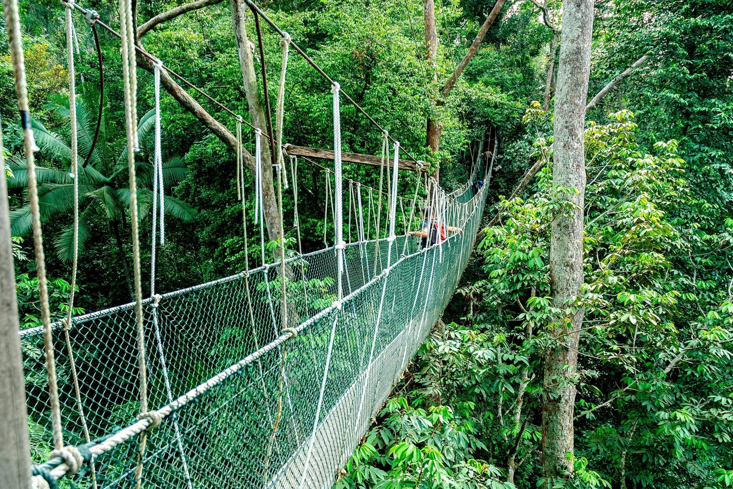 Hængebro i Taman Negara