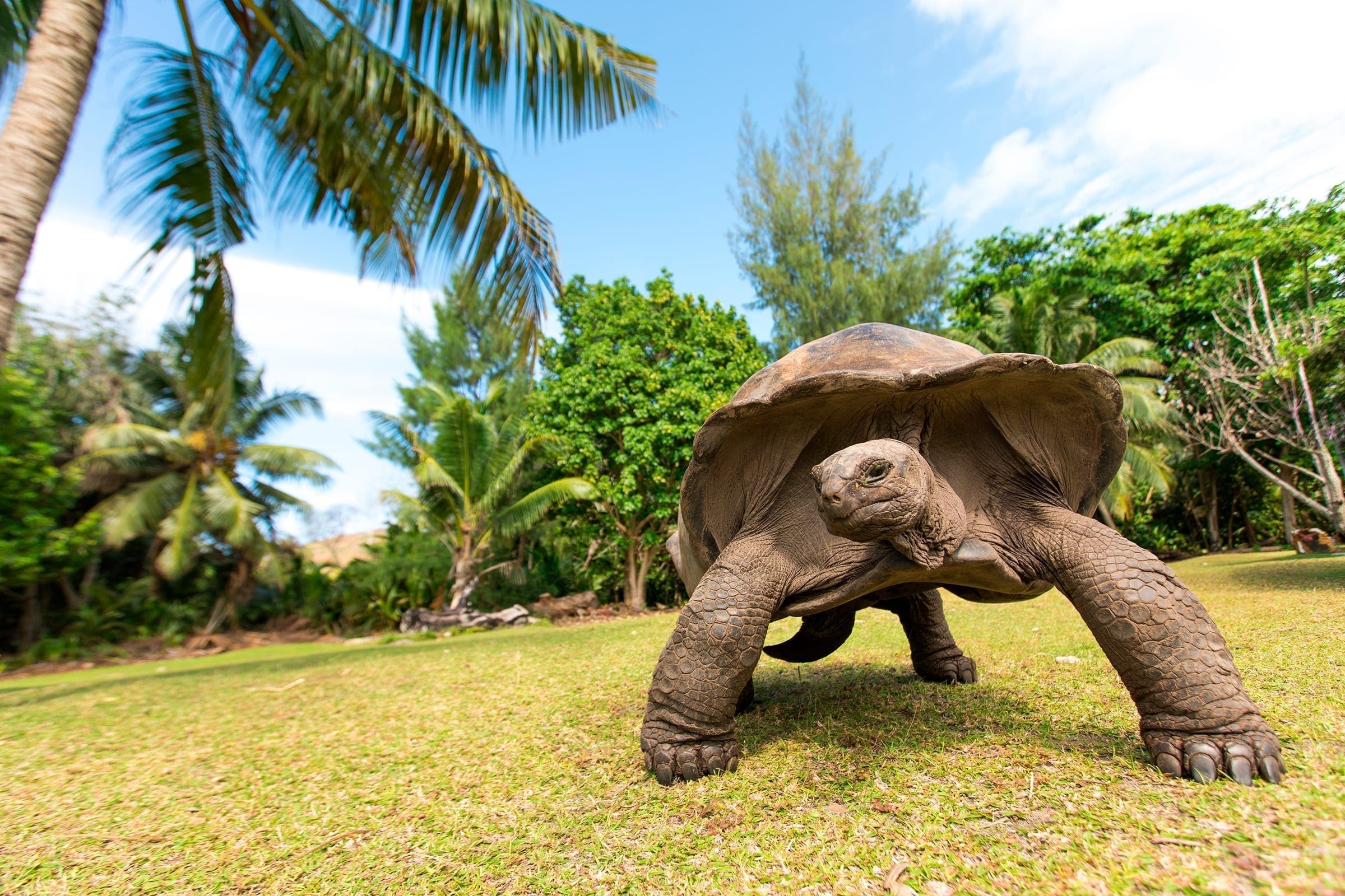 Skildpadde på La Digue