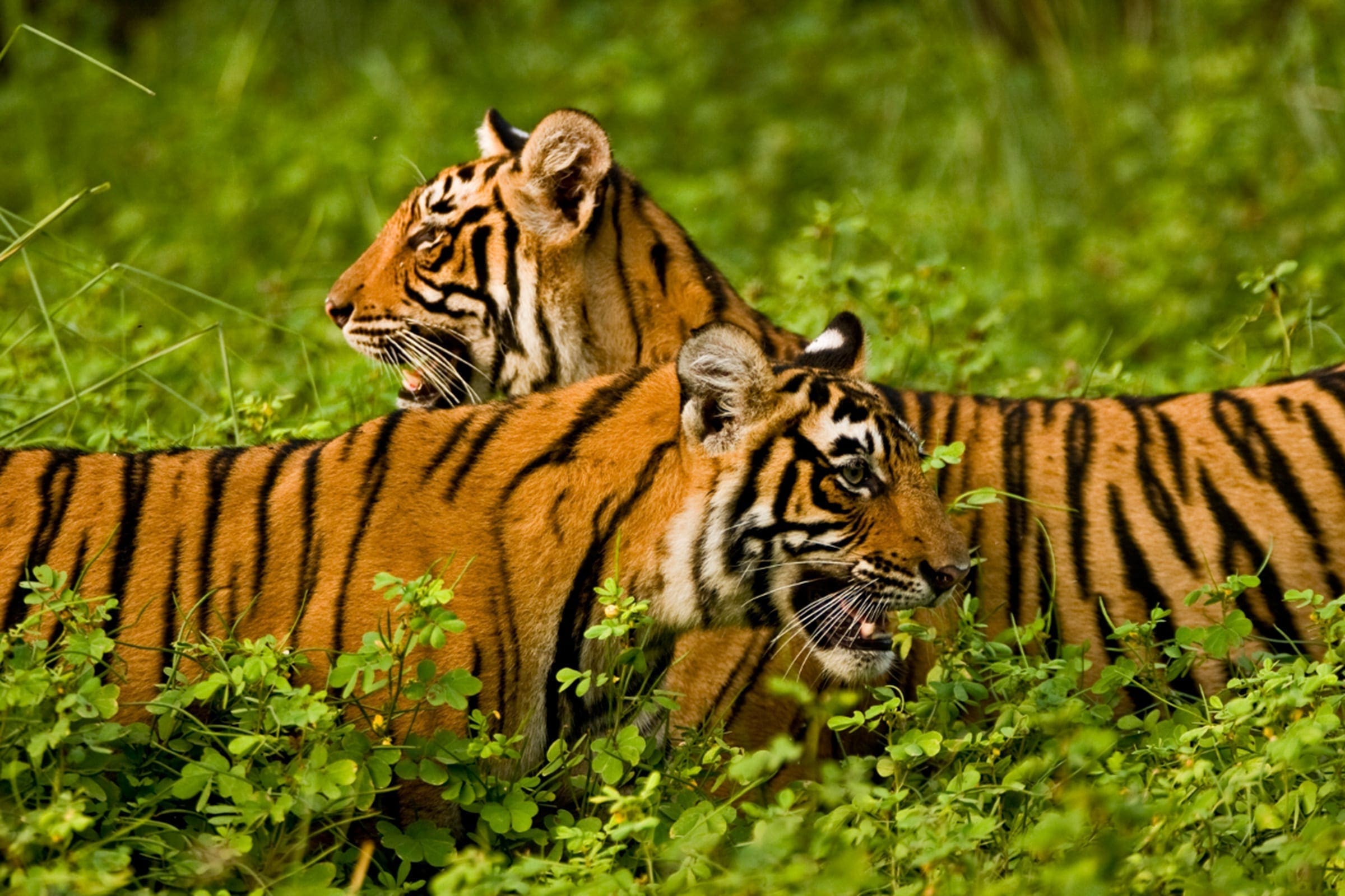 Tigere i Ranthambore