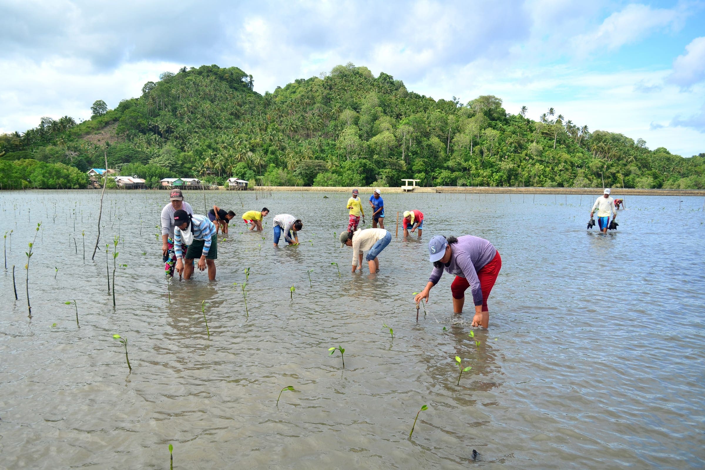 Mangroveprojekt i Filippinerne