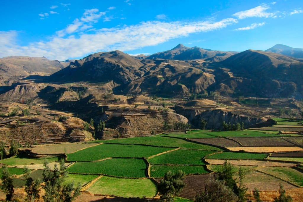 Rejser til Colca Canyon i Peru