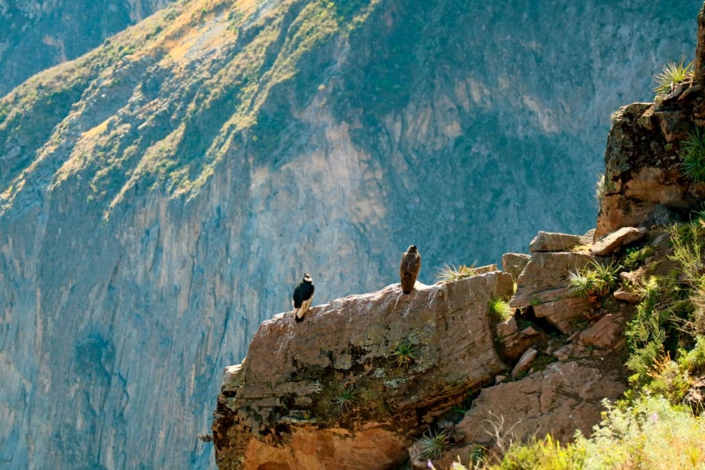 Rejser til Colca Canyon i Peru