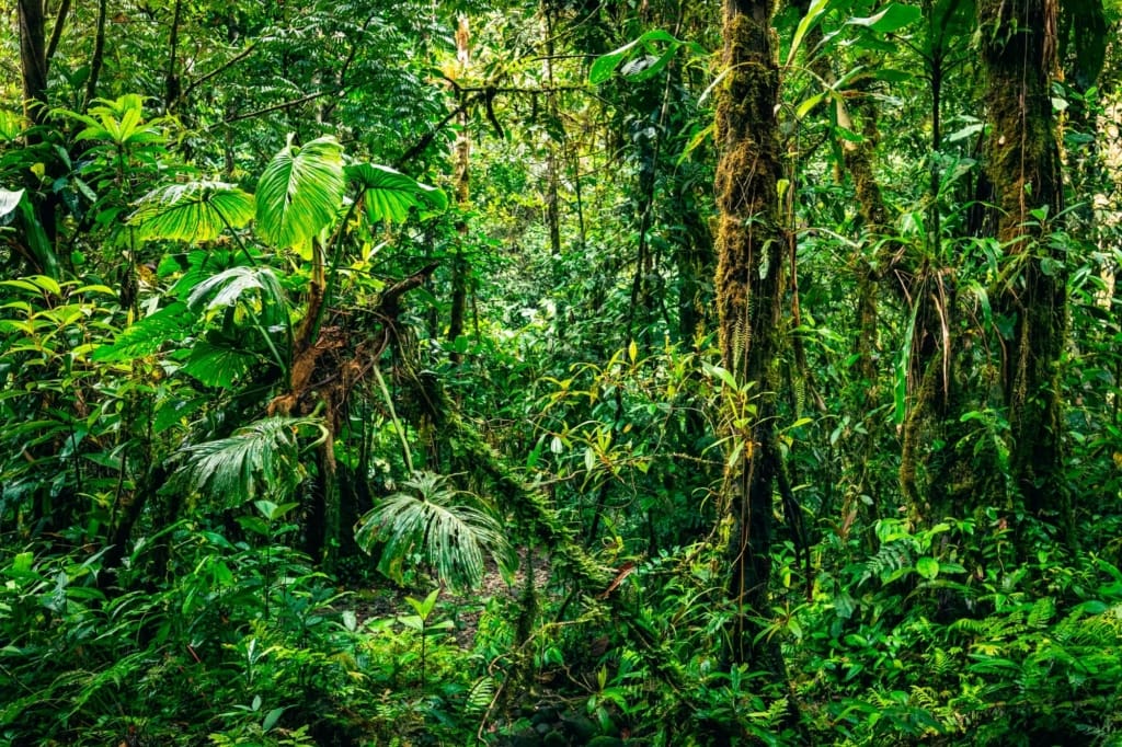 Rejser til Ecuador Amazonas Cuyabeno