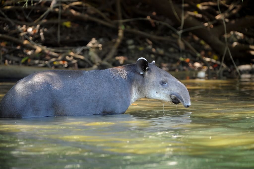 Corcovado Rejser til Costa Rica, Rejser til Corcovado