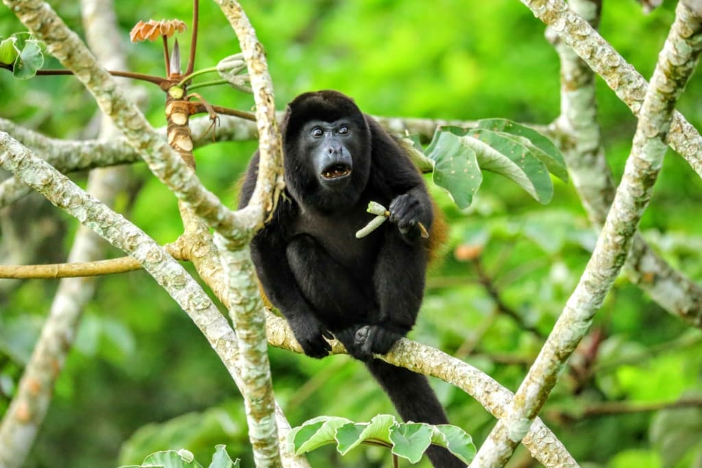 Rejser til Costa Rica, Rejser til Isla Chiquita