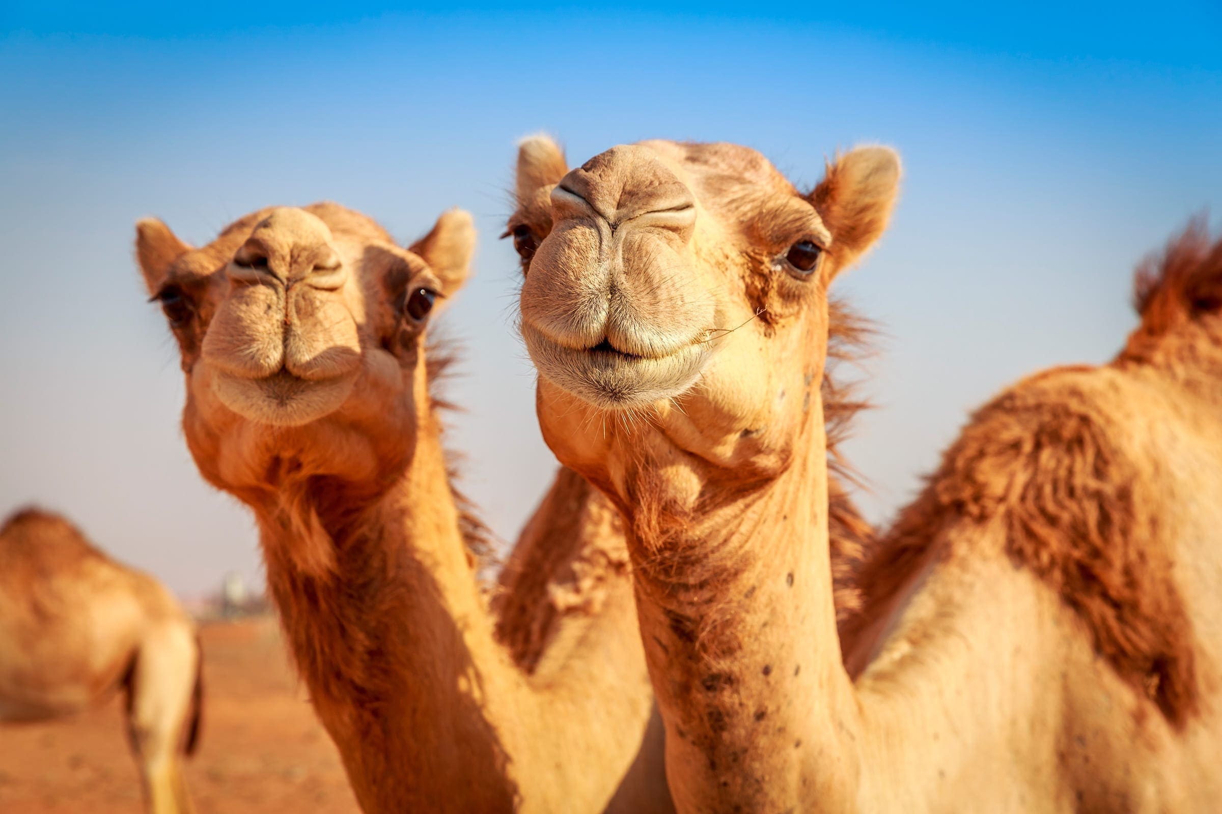 Kameler i ørkenen