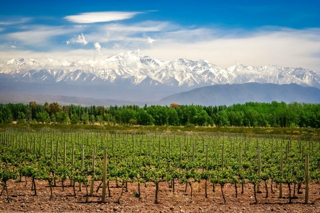 Rejser til Argentina - Vinmark i Mendoza