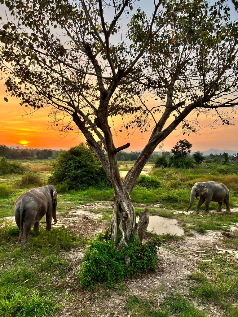 Rejser til Thailand - I love phants lodge - oplev elefanter i Thailand