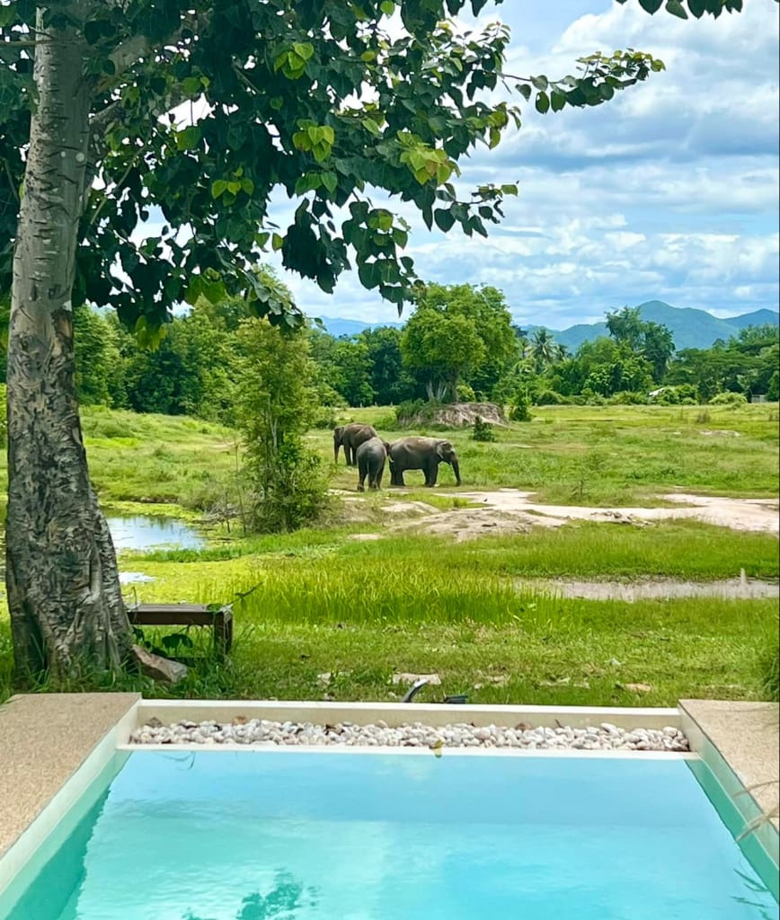 Rejser til Thailand - I love phants lodge - oplev elefanter i Thailand