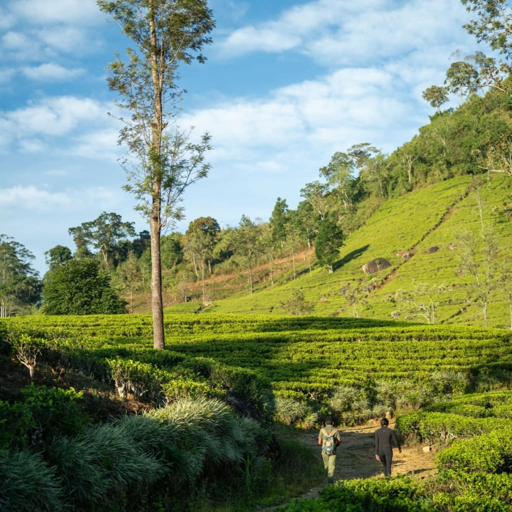 Rejser til Hatton i Sri Lanka med C&C Travel