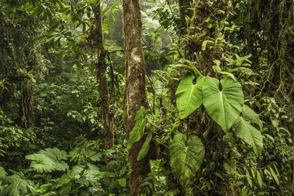 Oplevelser i Costa Rica - Monteverde - Halvdagstur til det smukke Santa Elena reservat