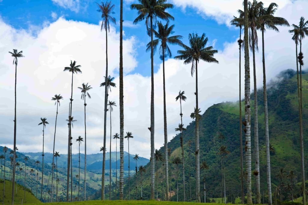 Rejser til Colombia - Rejser til Salento - Dagstur til Cocora Valley og Salento