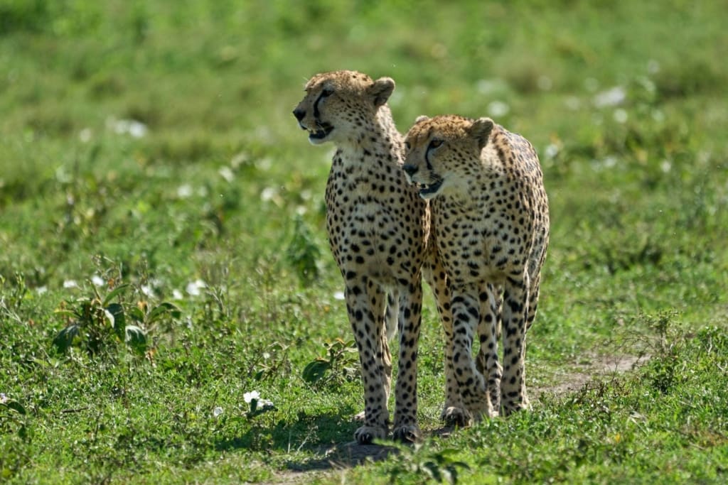 Rejser til Ngorongoro-krateret - Rejser til Tanzania med C&C Travel