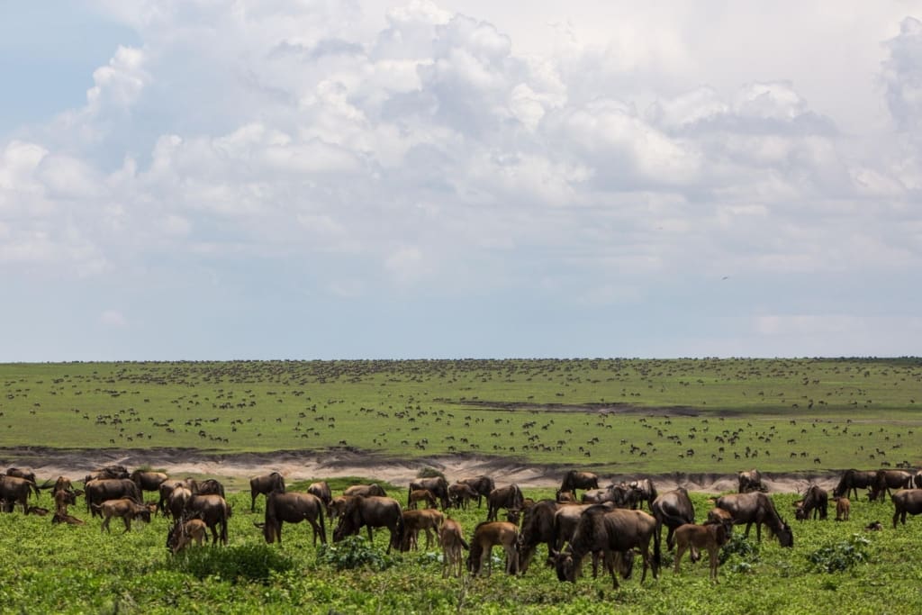 Rejser til Ngorongoro-krateret - Rejser til Tanzania med C&C Travel