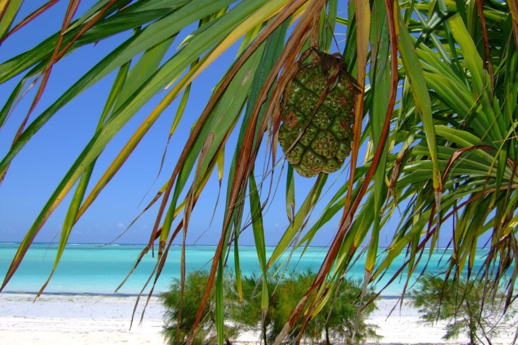 Rejser til Zanzibar- Rejser til Tanzania med C&C Travel