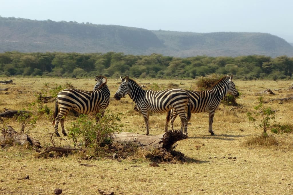 Rejser til Lake Manyara National Park - Rejser til Tanzania med C&C Travel