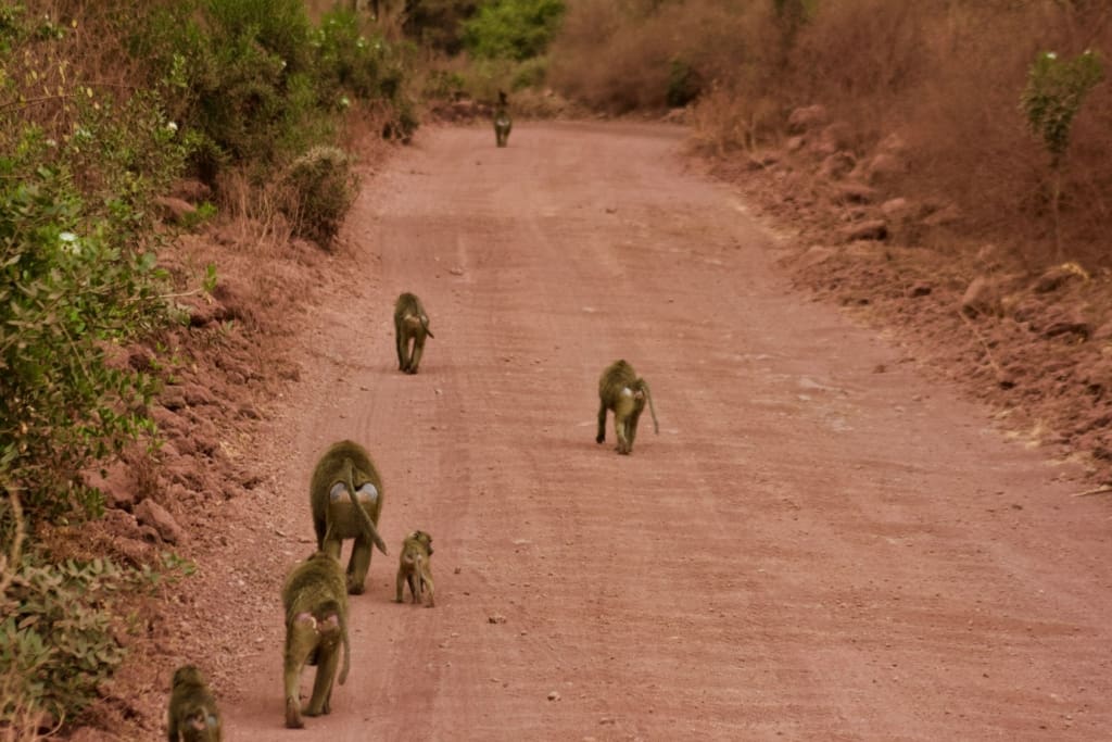 Rejser til Lake Manyara National Park - Rejser til Tanzania med C&C Travel