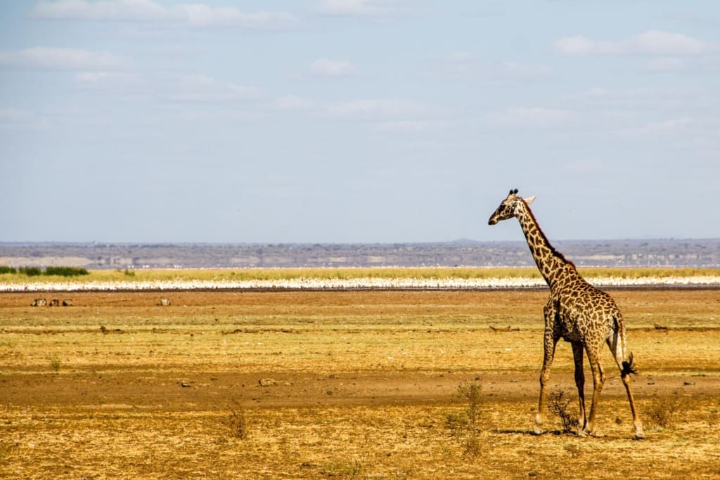 Rejser til Lake Manyara National Park - Rejser til Tanzania med C&C Travel