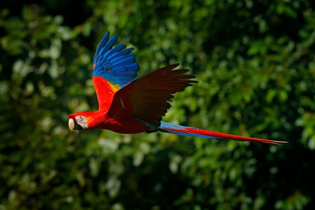 Oplever i Costa Rica, Oplevelser i Arenal