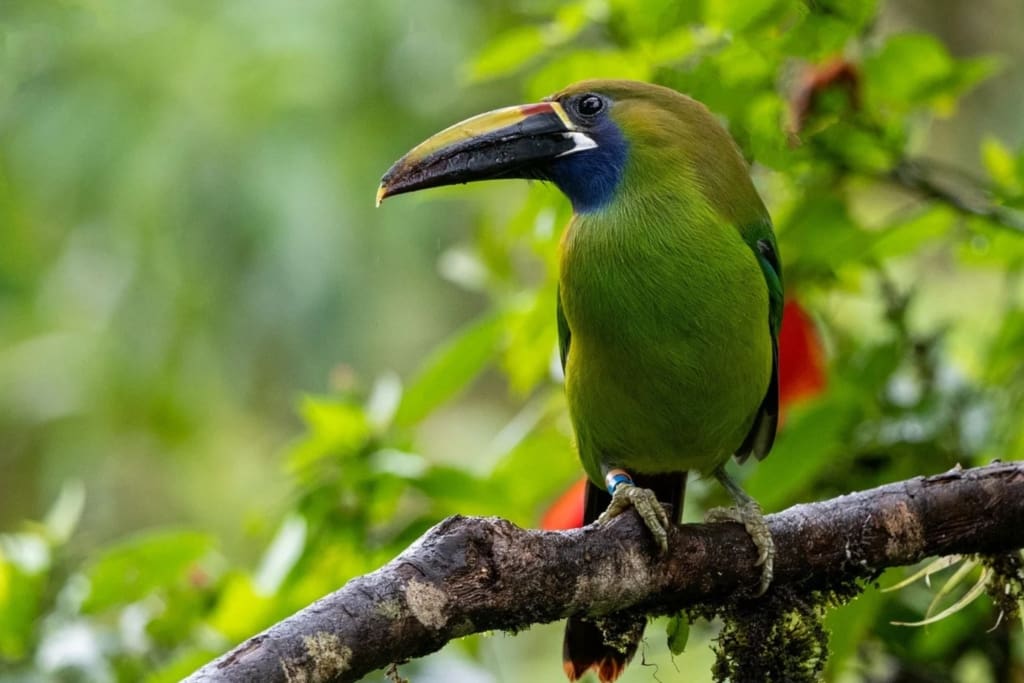 Oplever i Costa Rica, Oplevelser i Arenal