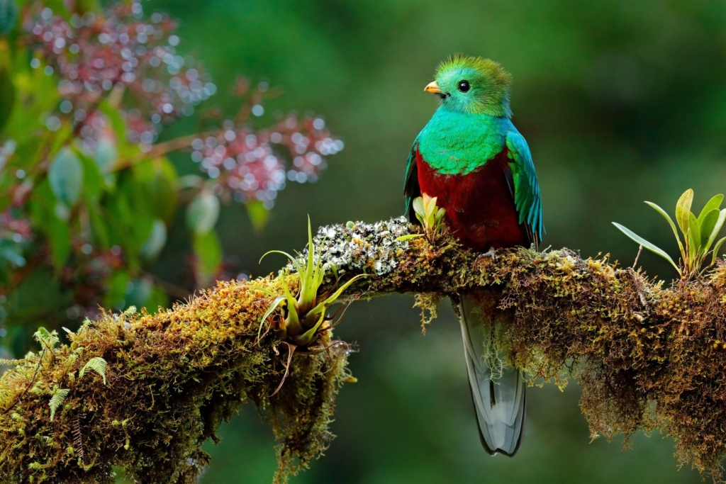 Oplevelser i Costa Rica - Monteverde - Halvdagstur til det smukke Santa Elena reservat