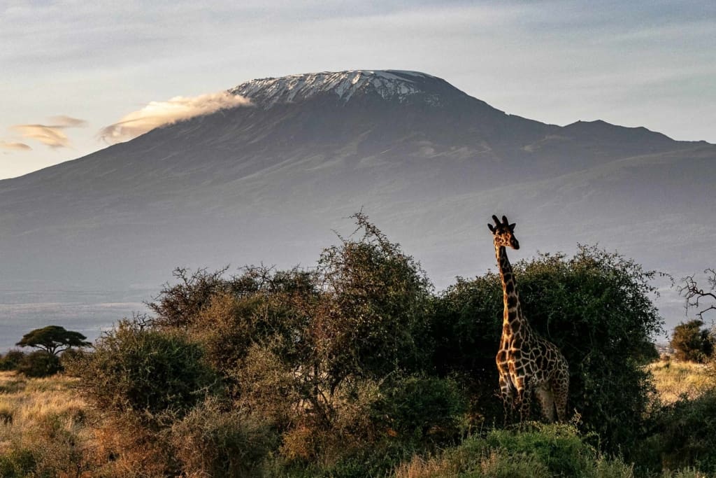 Rejser til Kilimanjaro - Rejser til Afrika med C&C Travel