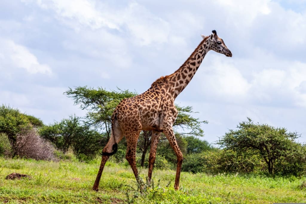 Rejser til Kilimanjaro - Rejser til Afrika med C&C Travel