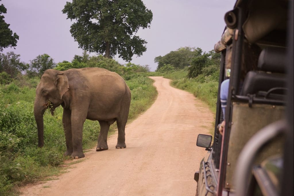 Rejser til Sri Lanka - Udawalawe - Big game Camp