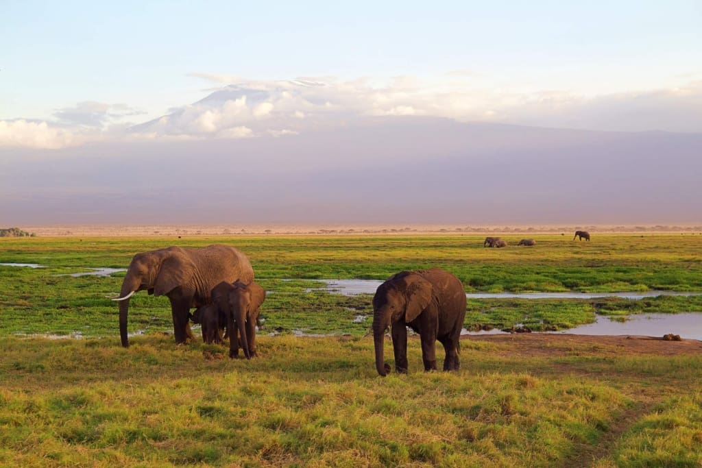 Rejser til Kilimanjaro - Rejser til Afrika med C&C Travel
