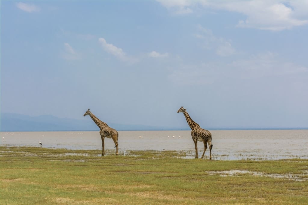 Rejser til Lake Manyara National Park - Rejser til Tanzania med C&C Travel