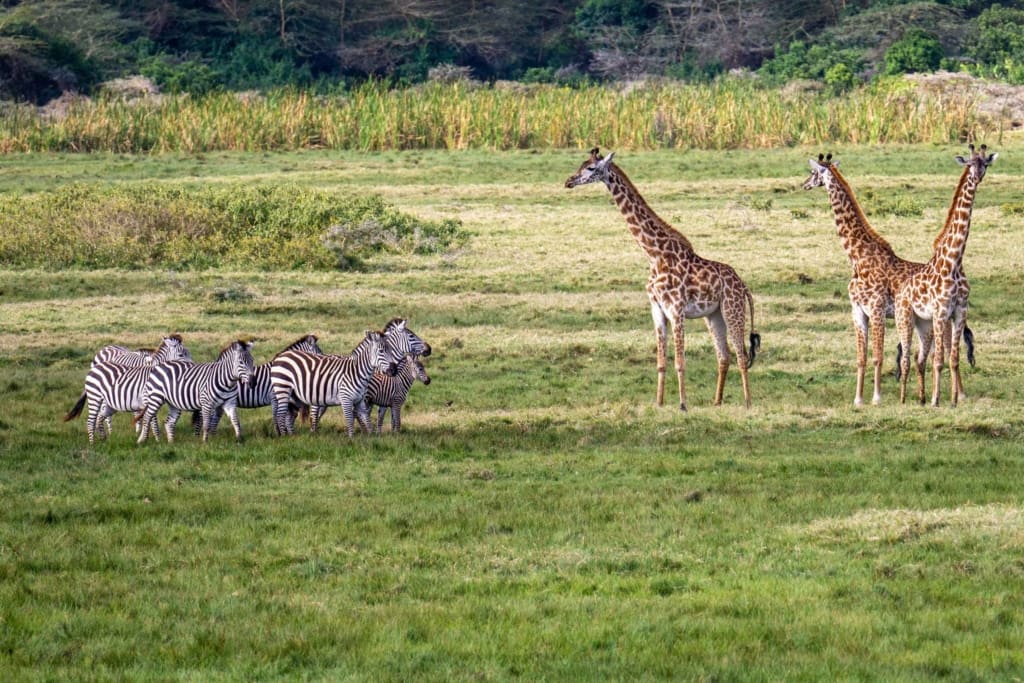 Rejser til Arusha - Rejser til Tanzania med C&C Travel