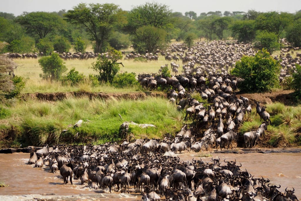 Rejser til Tanzania med C&C Travel