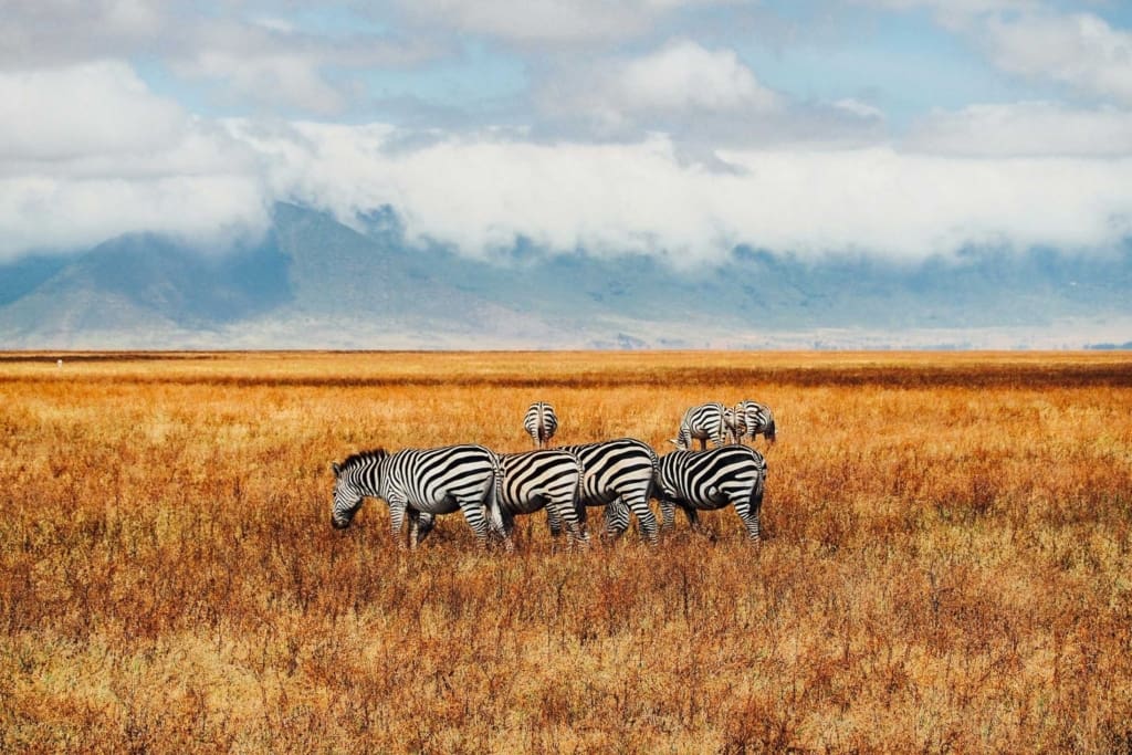 Rejser til Ngorongoro-krateret - Rejser til Tanzania med C&C Travel