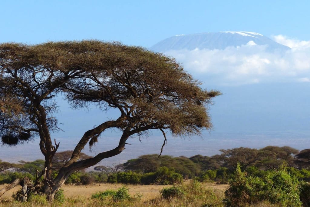 Rejser til Kilimanjaro - Rejser til Afrika med C&C Travel
