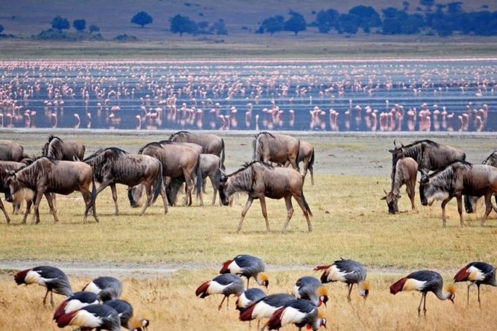 Rejser til Lake Manyara National Park - Rejser til Tanzania med C&C Travel