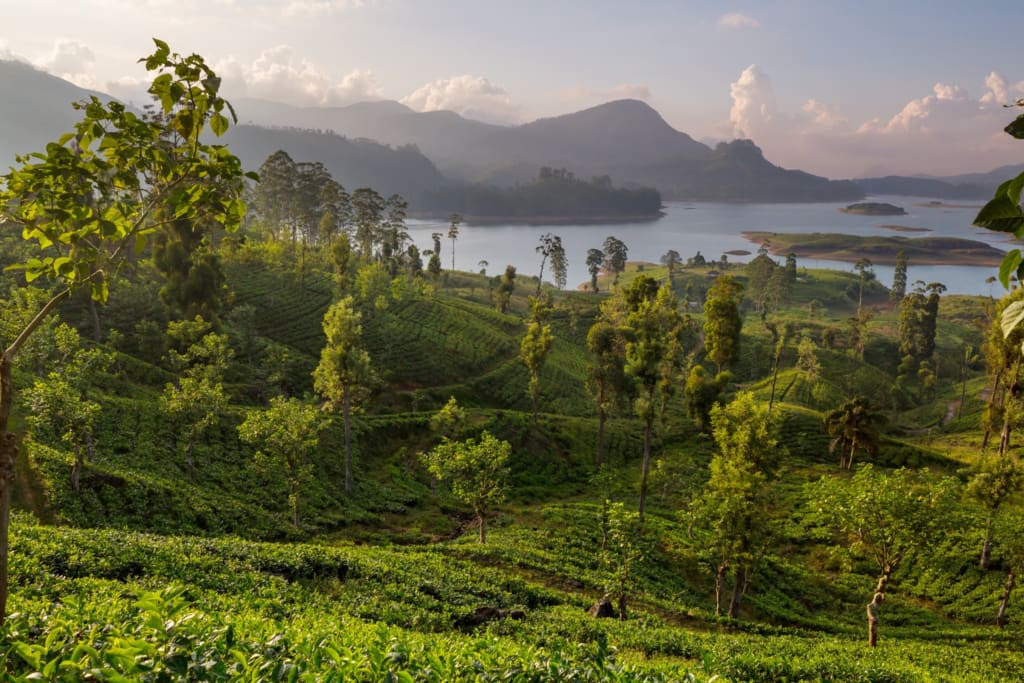 Rejser til Hatton i Sri Lanka med C&C Travel