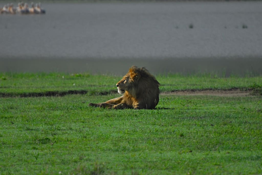 Rejser til Ngorongoro-krateret - Rejser til Tanzania med C&C Travel