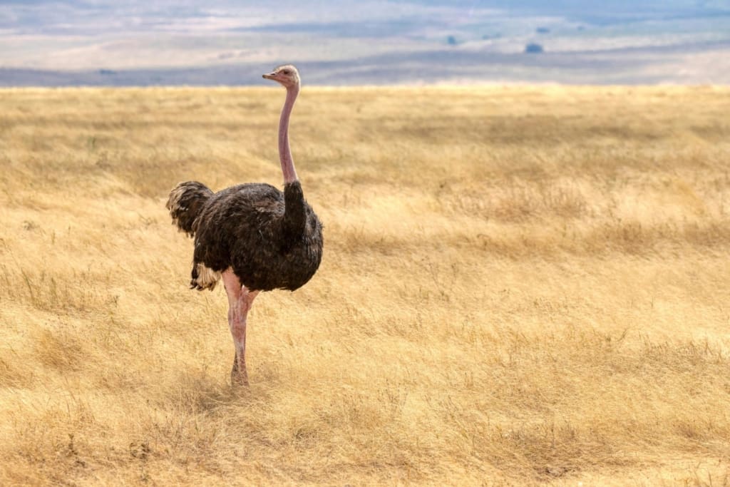 Rejser til Ngorongoro-krateret - Rejser til Tanzania med C&C Travel